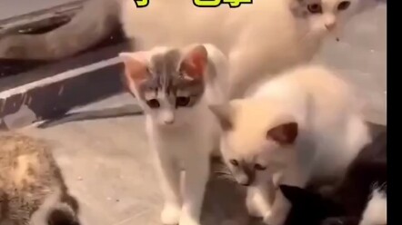 Con chuột: thật là vô lễ