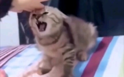 What do you call a cat (dog)?