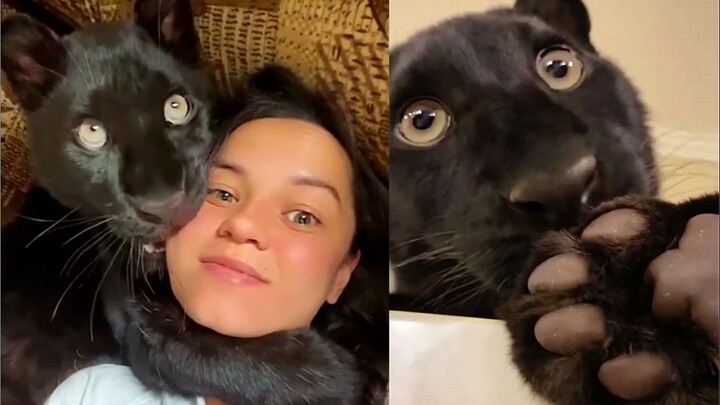 Does it think it is a big black cat?