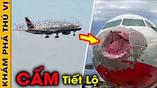 🔥 7 Bí Mật Ngành Hàng Không Mà Các Tiếp Viên Không Dám Tiết Lộ Với Bất Kỳ Ai | Khám Phá Thú Vị