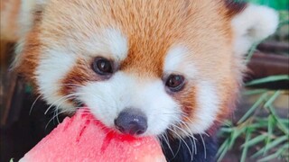 I'll treat you to some watermelon!