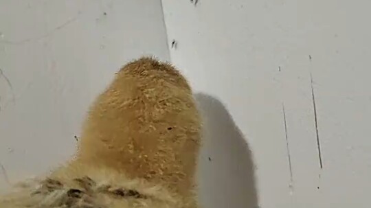 Believe it or not, even a chicken eating mosquitoes could go viral!