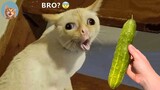 OMG So Cute ♥ Best Funny Cat Videos Part 11 | MEOW