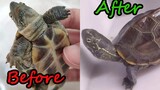 [Reptile] Curing skin infection