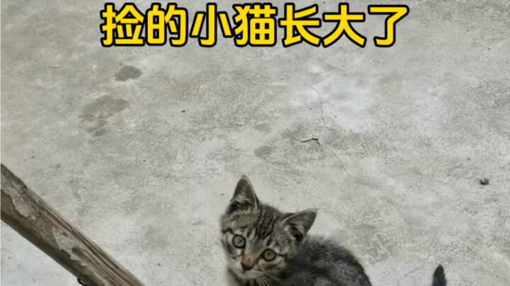 The little kitten I picked up has grown up—such a heartwarming feeling of happiness!