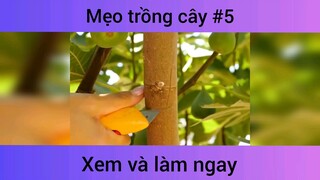 Mẹo trồng cây p5