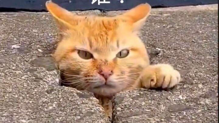 "Hey! Stupid dog!"