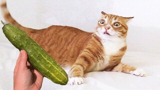 Funny Cat And Dog Reaction Video 2021| Pets Kingdom