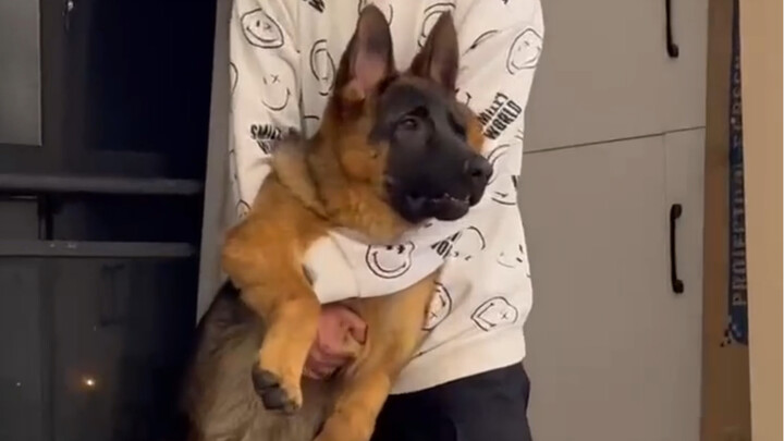 الراعي الألماني حقاً يغار كثيراً