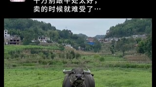 千万别跟牛处太好，卖的时候就难受了…