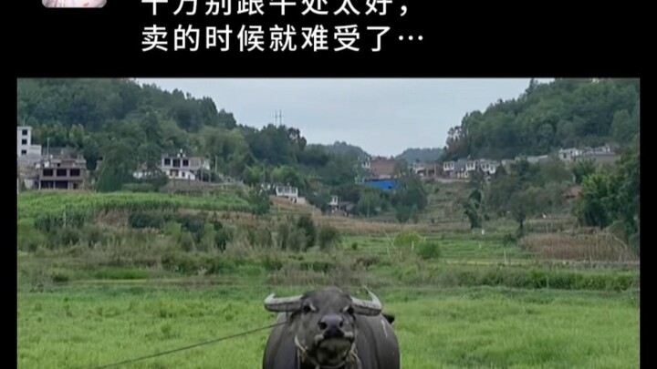 千万别跟牛处太好，卖的时候就难受了…