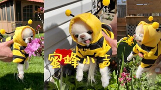 Aku sangat ingin disengat oleh lebah Xiaoji 🐝