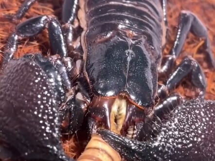 Centipede Immortal