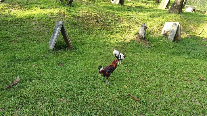 Gilmore v high caliber gray