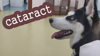 After Raising This Husky For 9 Months, It Suddenly Got Cataract!