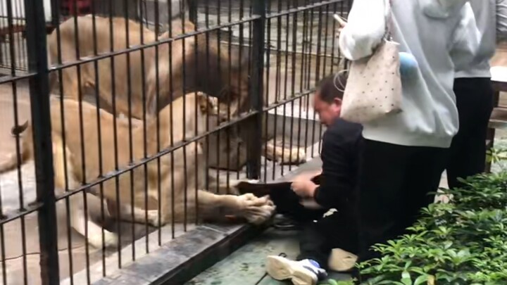 อีกครั้ง! สิงโตดุทำร้ายคน