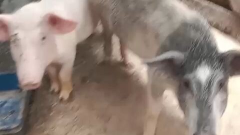 babi