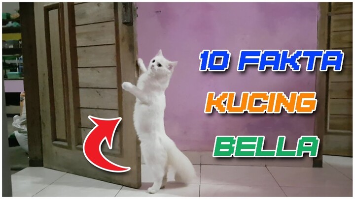 Cat Lovers Wajib Tahu Nih! 10 Fakta Tentang Kucing Bella.
