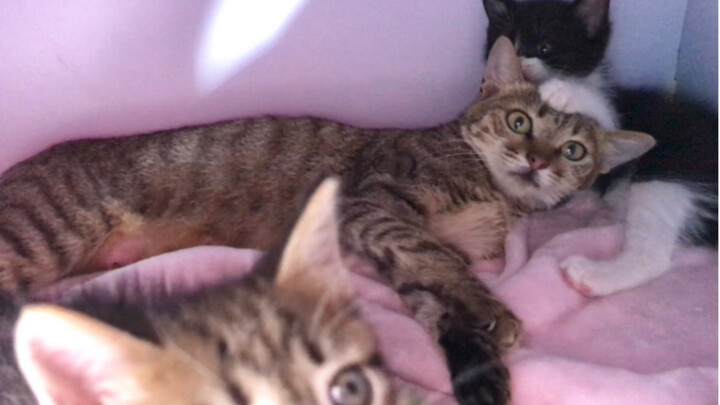 After this fiercely wild cat became a mom: "I'm just a totally useless cat now... I'll raise even my