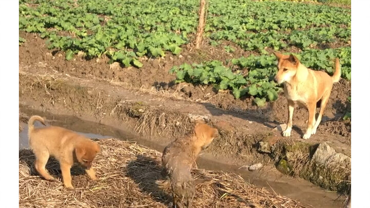 Bà mẹ chó bỏ cuộc vì quá bẩn khi can ngăn cãi nhau