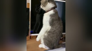 Mỗi lần Beo đứng 2 chân toàn không kịp quay, nay quay được một tí rùi cat meo catsoftiktok