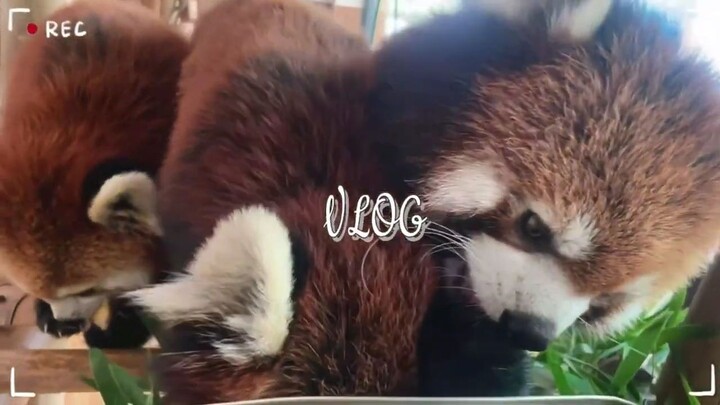 Little Panda's vlog 【red panda】【cute】
