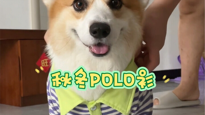 Cozy, stretchy POLO shirt for fall/winter—so handsome on your pup!