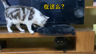 After we got a black cat, my other cat started hallucinating...