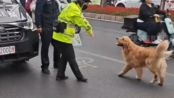 Chó Golden Retriever rốt cuộc đáng yêu đến mức nào?