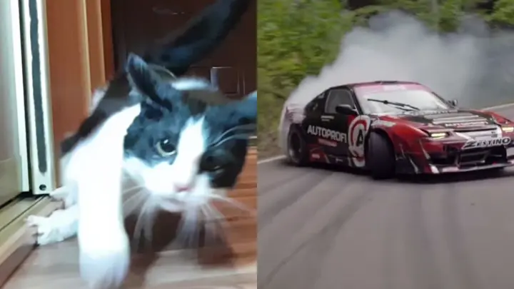What cats and cars have in common