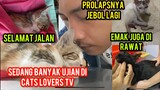 Anak Kucing merangkak Kaya Bayi Gak Kuat Meninggal Dunia | Lala Dan Emak Di Rawat Prolap jebol Lagi