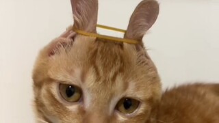 I voluntarily put on the tight ring 😾