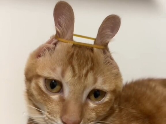 自愿带上紧箍咒了捏😾