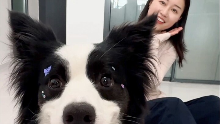 Jalan-jalan sama border collie paling ganteng di internet, benar-benar bikin gagal fokus!