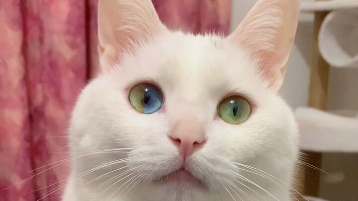 Seperti apa wajah istri kucing bermata empat warna?