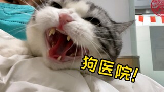 Is the cat taking advantage of its owner? The owner cursed the hospital in his arms, while the docto