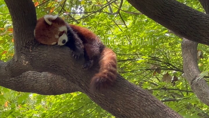 Red panda at Yancheng Wild Animal World—hey, who’s that! Haven’t seen Baby Horn yet?! Baby Horn wish
