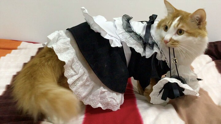 100 ribu penggemar, video kucing berpakaian wanita! Dulu ada Hua Mulan yang menyamar sebagai pria de