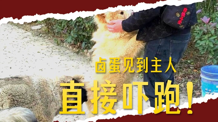 That little brat, Lu Dan, has been running away whenever he sees me these past couple of days. Today