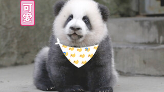 【大熊猫绩笑】有只笑笑在奔跑，跺着小tei和小脚，一抖一抖萌坏liao～