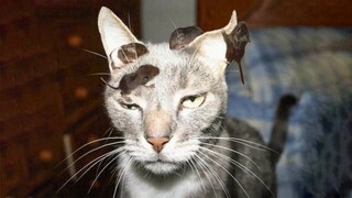 Funniest Animals 😹 - Best Of The 2020 Funny Animal Videos 🐶 - Cutest Animals Ever (Part2)