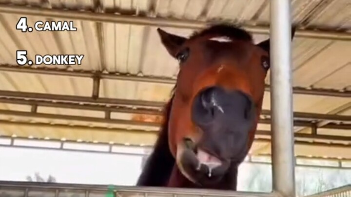 Apa yang Terjadi Kalau Hewan Makan Lemon?