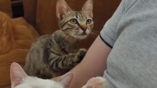 The Way The Cat's Cuddle
