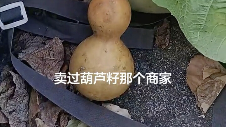 Siapa yang pernah melihat labu sebesar ini?