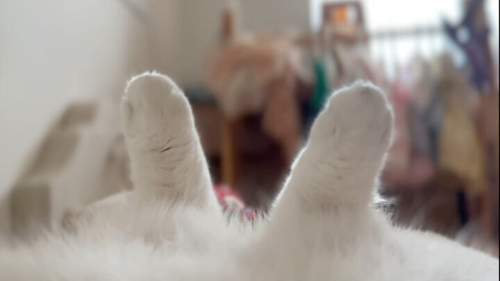 Bahkan kucing paling liar pun harus menyerah pada AC di musim panas!