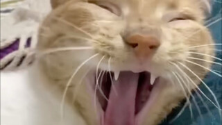 [Super Cute Cat Compilation] Cats are booting up~