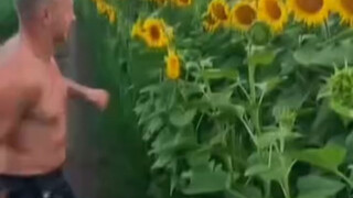 Live-action Plants vs. Zombies