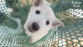 สุนัขจรจัดในหมู่บ้านหิมะ คริสเตอร์ คลับ