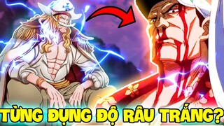 TỪNG HẠ GỤC RÂU TRẮNG?! | NHỮNG KẺ TỪNG ĐỤNG ĐỘ RÂU TRẮNG TRONG ONE PIECE!