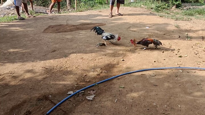 1st fight ng grey 7month